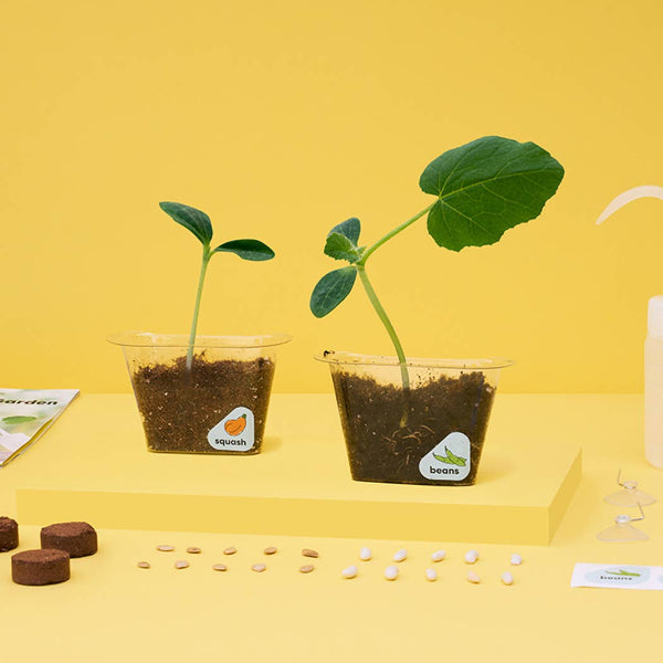 Window Garden DIY Growing Plant Kit for Kids