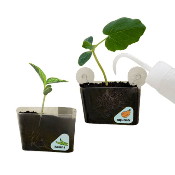 Window Garden DIY Growing Plant Kit for Kids